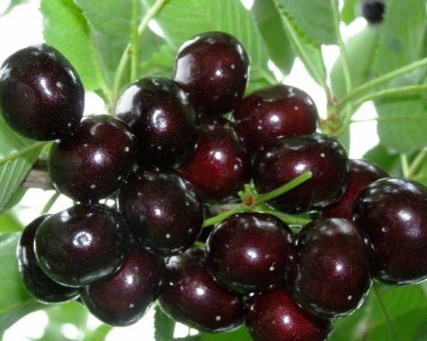 คำอธิบายพันธุ์เชอร์รี่ Bryanochka คำแนะนำในการปลูกและการดูแล
