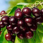 เชอร์รี่