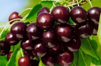 เชอร์รี่