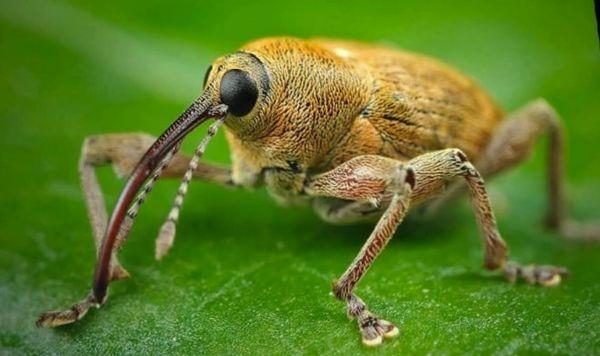 ด้วงงวงเป็นศัตรูพืช