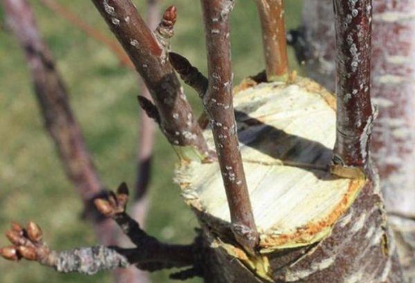 การต่อกิ่งเชอร์รี่