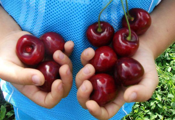Cerisier à gros fruits