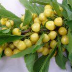 กิ่งที่มีเชอร์รี่