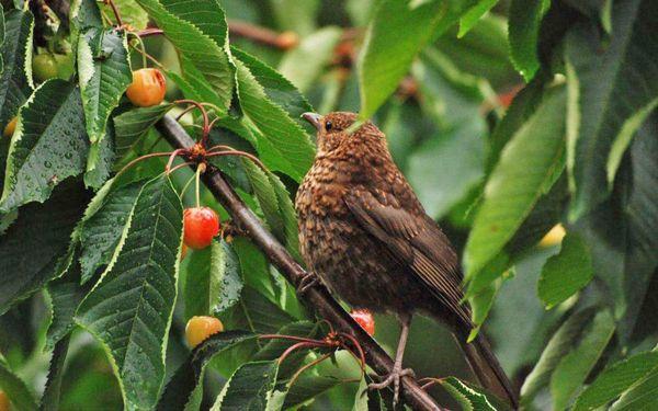 oiseau sur un cerisier