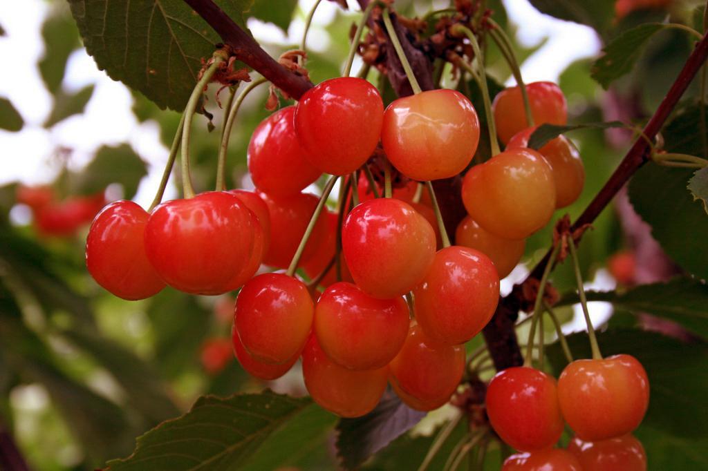 เชอร์รี่ฟาเตซ