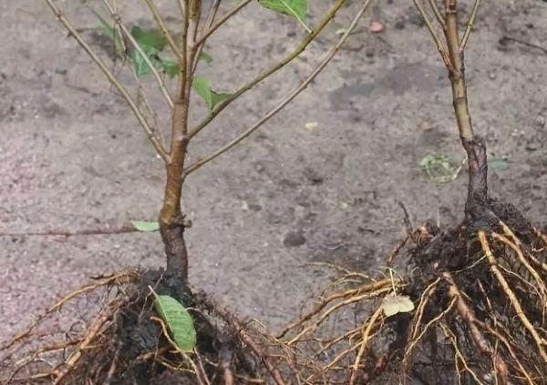 ต้นกล้าสองต้น