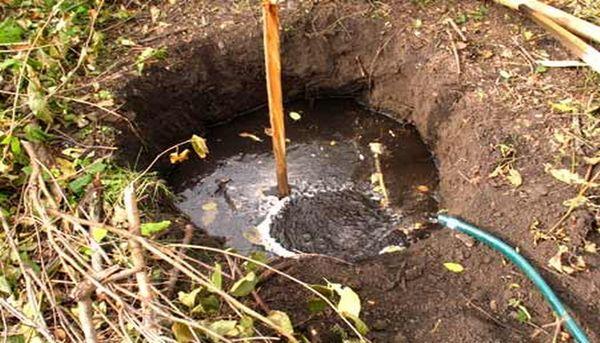 คำอธิบายพันธุ์เชอร์รี่ Ovstuzhenka การปลูกและคำแนะนำการดูแล