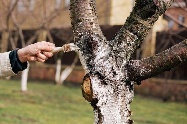blanchir les cerises