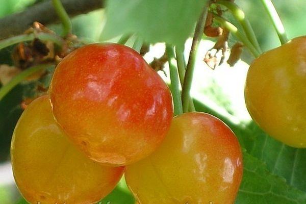 caractéristiques de la variété