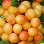 เชอร์รี่สีขาว