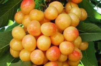 เชอร์รี่สีขาว