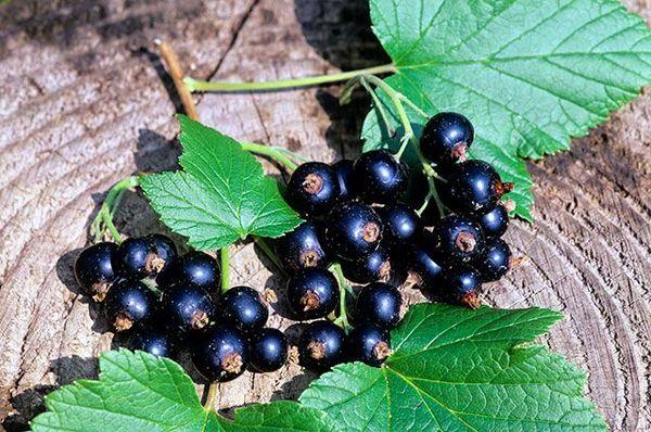 แบล็กเบอร์รี่