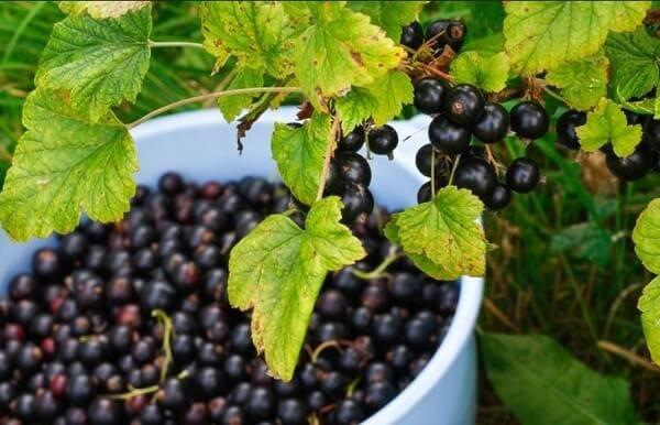 การเก็บลูกเกด