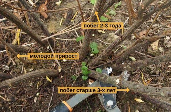 การขยายพันธุ์ลูกเกด