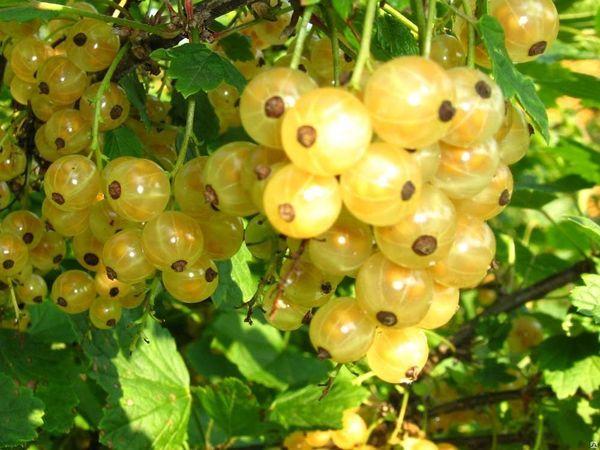 ดัตช์ไวท์