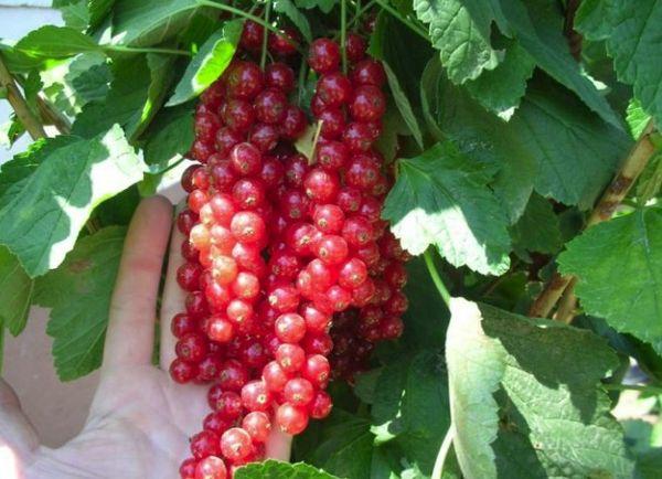 ยองเกอร์ ฟาน เท็ตส์