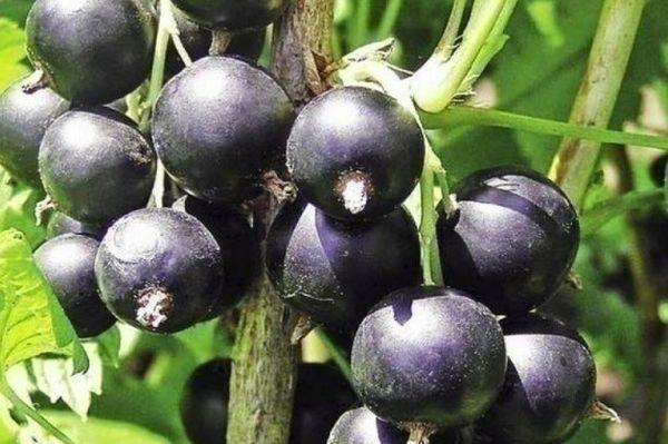 ลูกเกดทรงกลม