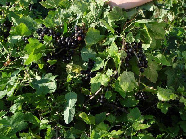 พันธุ์ลูกเกดดำที่ดีที่สุดและใหม่สำหรับการปลูกในเทือกเขาอูราล การปลูกและการดูแล