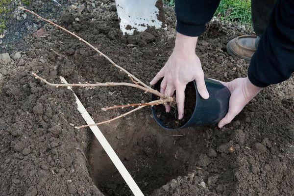 planter des groseilles