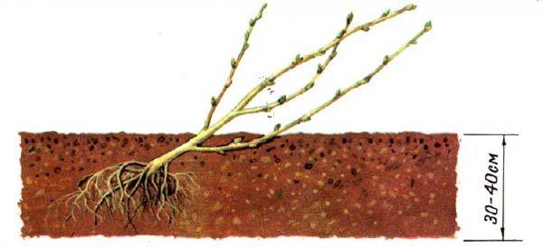 semis en pleine terre