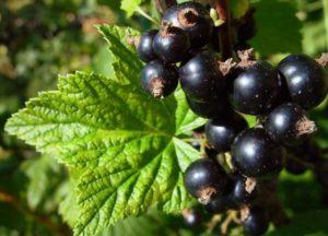 คำอธิบายพันธุ์แบล็กเคอร์แรนท์เฮอร์คิวลีส กฎการปลูกและการดูแล