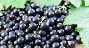 คำอธิบายพันธุ์ลูกเกดดำ Perun และคำแนะนำในการดูแล