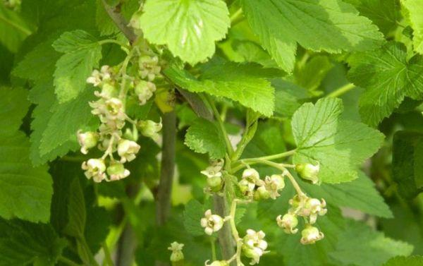 ดอกลูกเกด