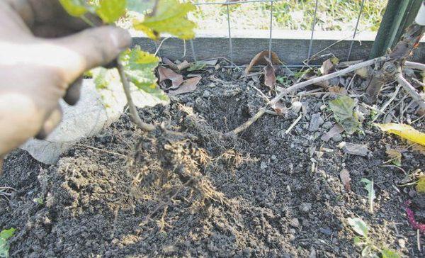 การขยายพันธุ์โดยการตอนกิ่ง