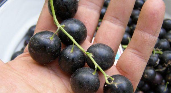 แบล็กเบอร์รี่