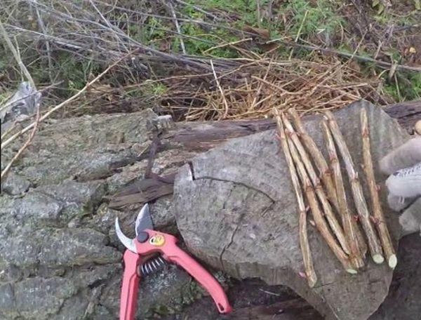 récolte des boutures