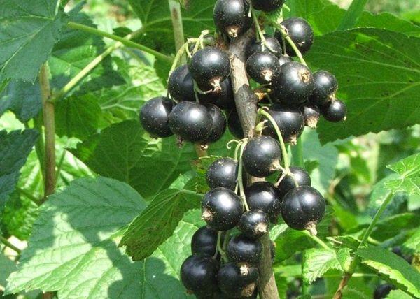 une branche avec des baies