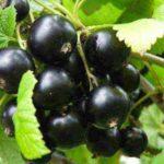 ผลไม้ของเวลายา