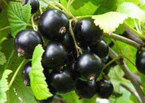 รายละเอียดและกฎสำหรับการปลูกลูกเกดดำพันธุ์ Veloy