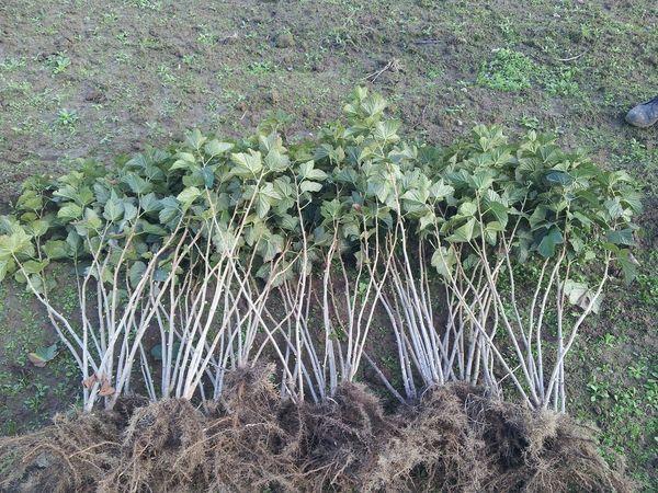 plants de groseilliers
