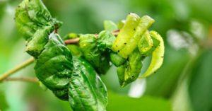 ใบต้นพลัมม้วนงอต้องทำอย่างไร สาเหตุและวิธีการรักษา