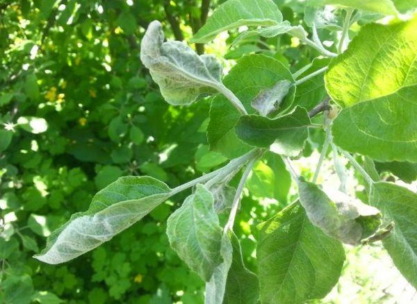 séchage des feuilles