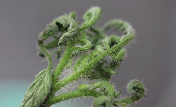 maladies des pruniers