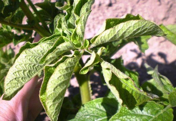 Contrôle des insectes