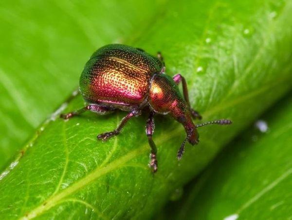 Clé à pipe à prune