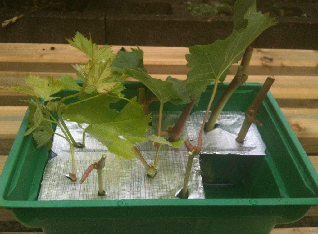 propagation de la vigne