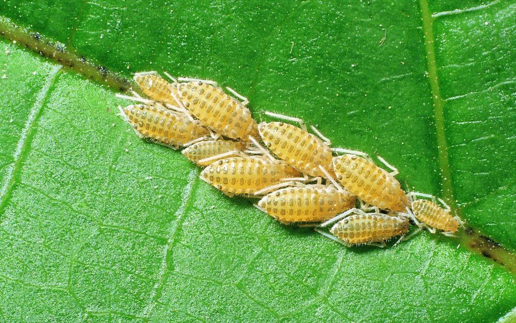 เพลี้ยอ่อนบนถั่ว