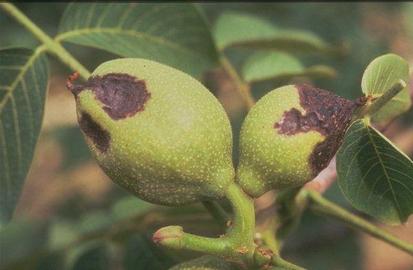 แบคทีเรียในวอลนัท