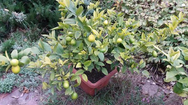citron dans un pot