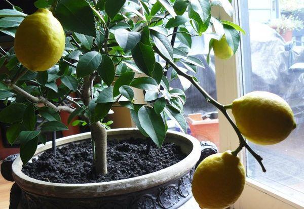 fertilisation du citron
