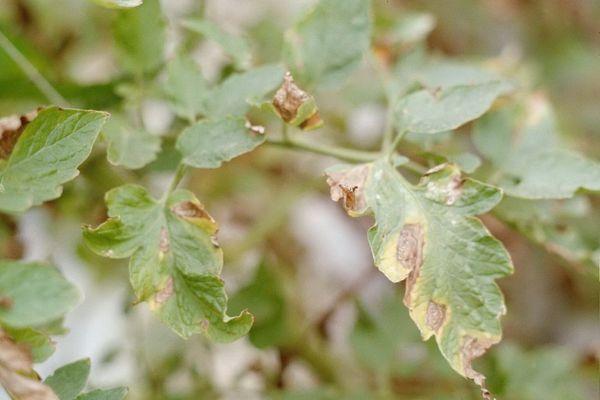 แอนทราโคสหรือคอปเปอร์เฮด