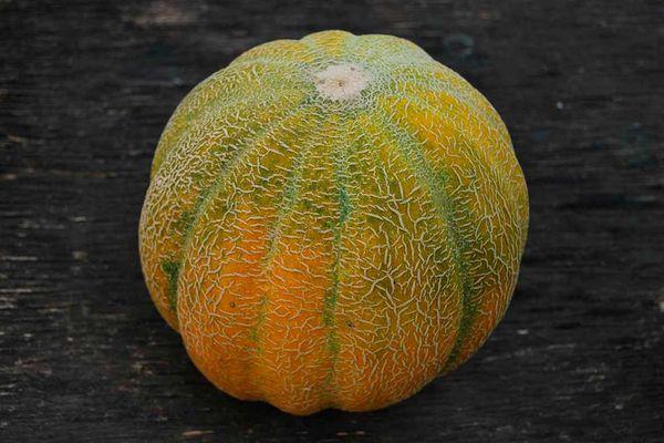 พันธุ์เอธิโอเปีย