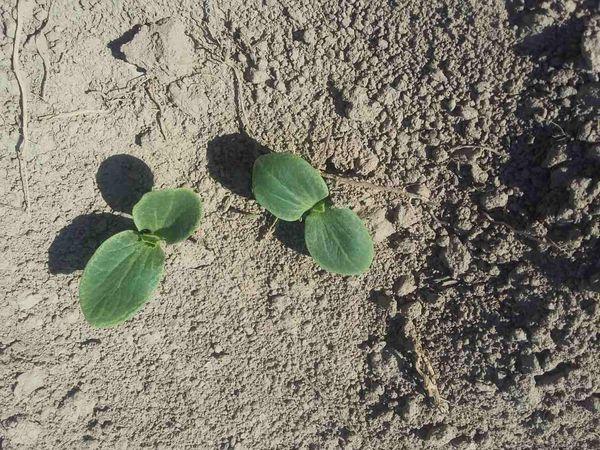 ถั่วงอกแตงโม