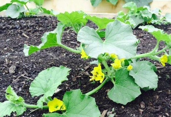 การใส่ปุ๋ยแตงโม