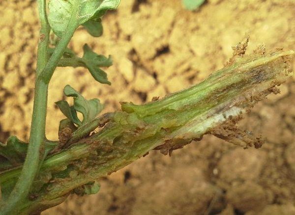 Flétrissement fusarien