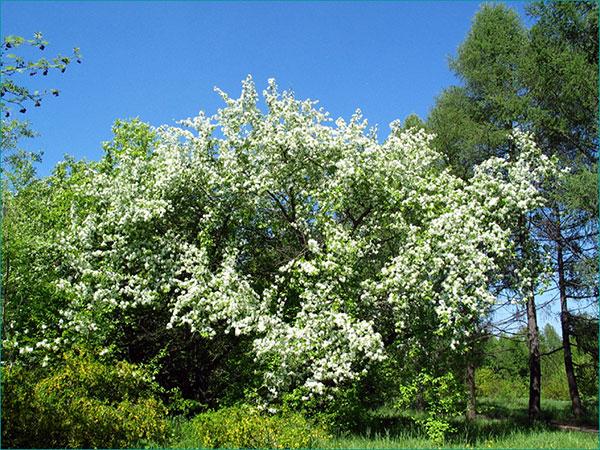 ดอกแอปเปิ้ล